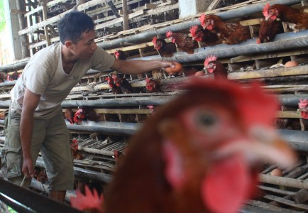 Musim Penghujan, Waspadai Penyakit Pada Unggas