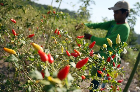 Harga Cabe Masih Melambung di Berbagai Daerah