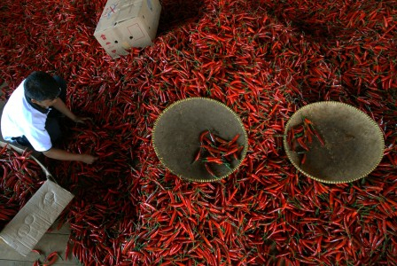 Pemerintah Disarankan Manfaatkan Lahan Tidur Untuk Tingkatkan Produksi Pangan