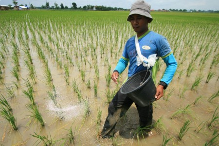 Pemprov NTB Minta Tambahan Jatah 28 Ribu Ton Pupuk