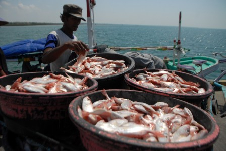 Peringatan Hari Ikan Nasional, Tak Cuma Sekadar Makan Ikan