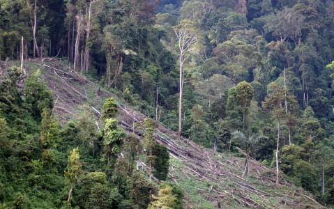 Terbakar,Taman Nasional Wasur Papua Kekeringan