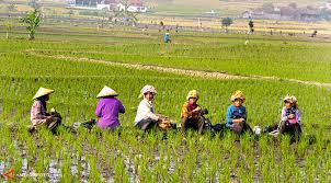 3 Ribu Petani Andalkan SMS Penyuluh Ciptaan UGM