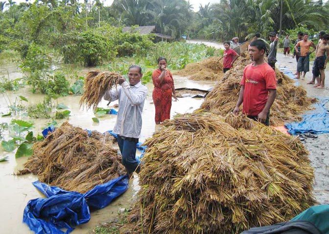 Ribuan hektar Sawah di Aceh Terendam Banjir