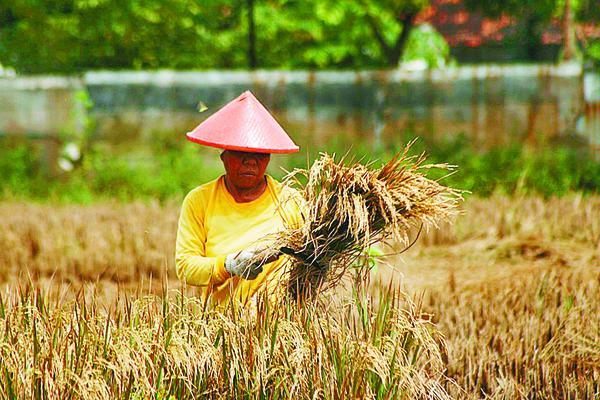 Jumlah Petani Kritis, Misi Swasembada Pangan Terancam Gagal