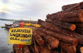 Kemenhut-LH Akan Cabut Izin PT RAPP?