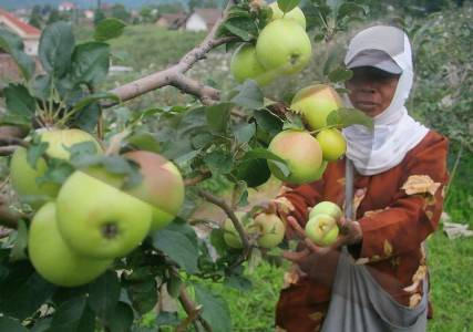 Upaya Pemkab Malang Menghijaukan Diri