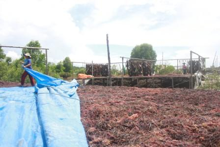 Jemuran Ini Bikin Sewot Pejabat Dinas Perikanan
