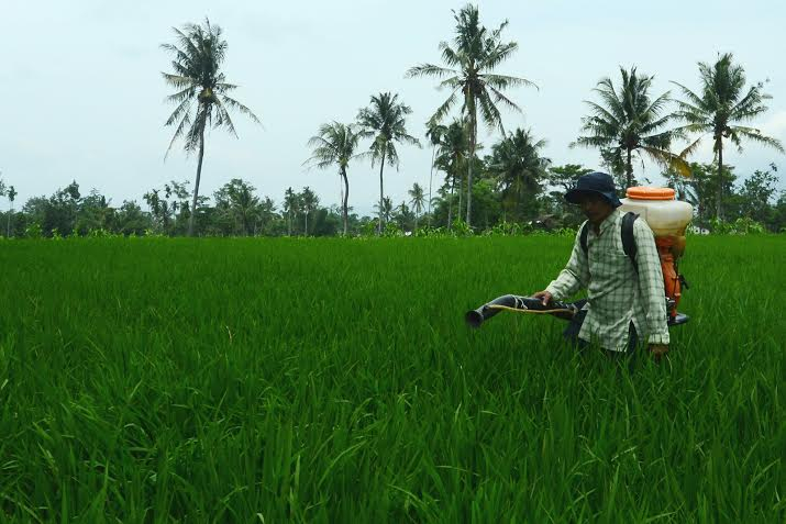 Pengamat: Capai Swasembada Beras, Pembangunan Harus Berorientasi ke Petani