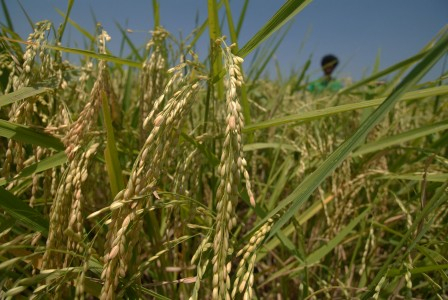 Petani Rembang Keluhkan Kualitas Benih Padi