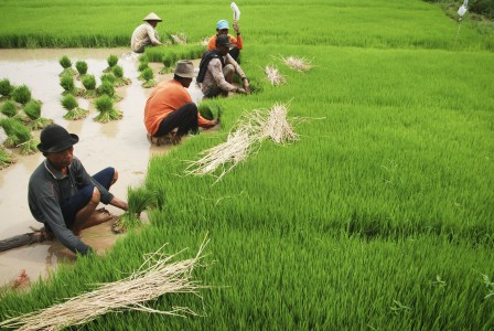Tanaman Dibabat Perhutani, Warga Rembang Protes