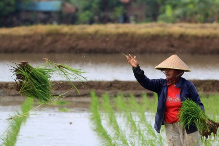 BPS: Padi Sawah Komoditi Paling Menguntungkan Sektor Tanaman Pangan