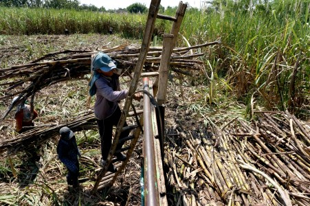 Petani Tebu Bondowoso Sulit Dapat Pupuk