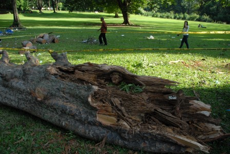 Ahli Didatangkan untuk Urus Pohoh yang Sering Tumbang di Bogor