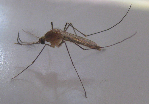 Awas Virus Dengue di Musim Penghujan