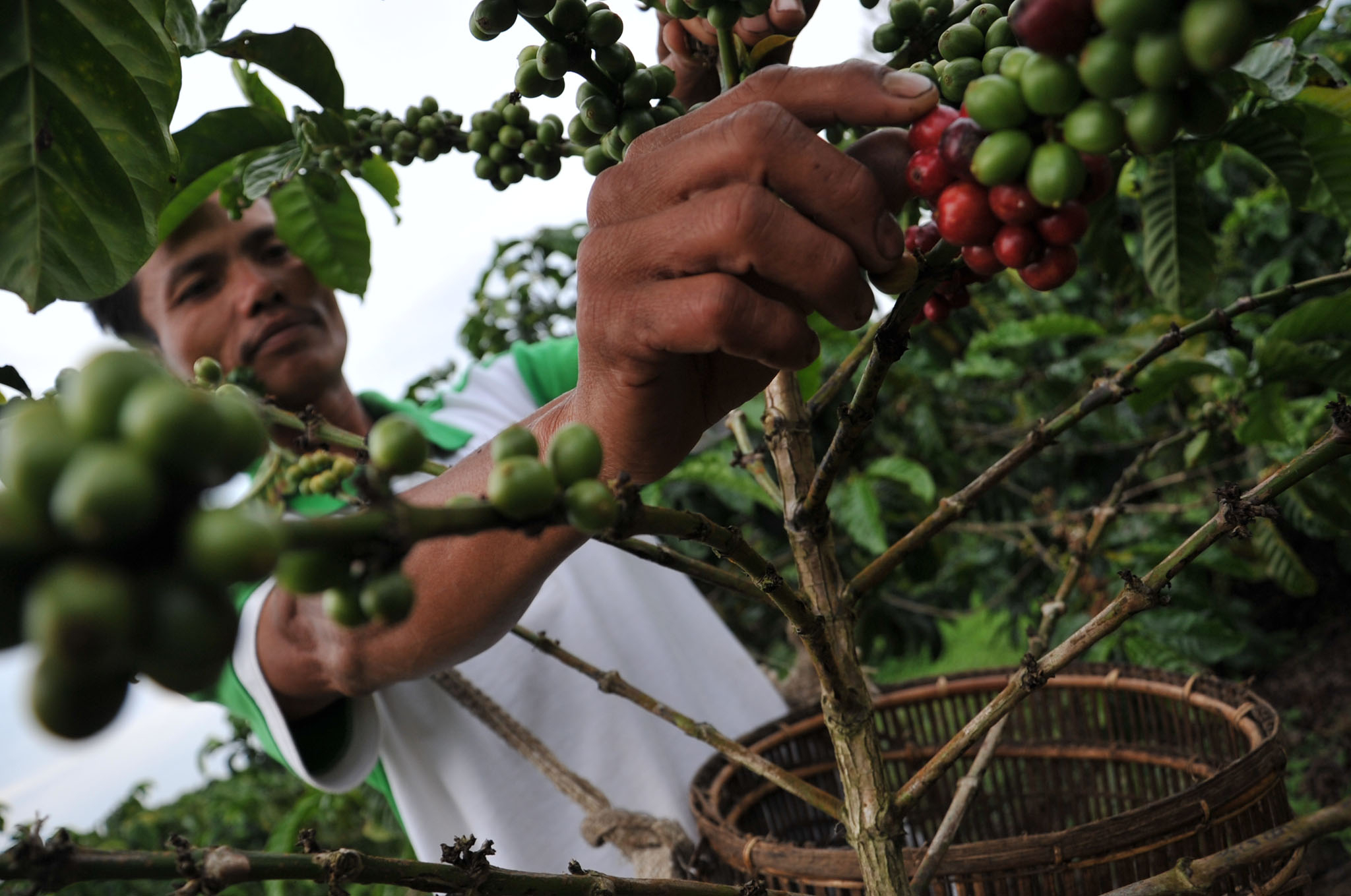 Cuaca Ini yang Membuat Senang Pengusaha Kopi
