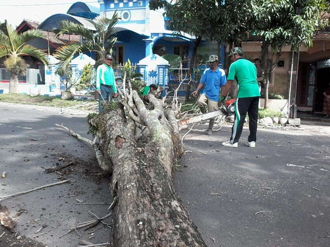Dinas Bina Marga Bondowoso Tebang Pohon Rawan Tumbang
