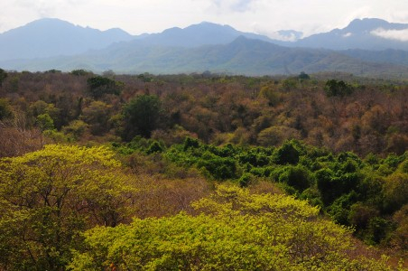 Hutan Indonesia Penyumbang Gas Emisi Ketiga di Dunia