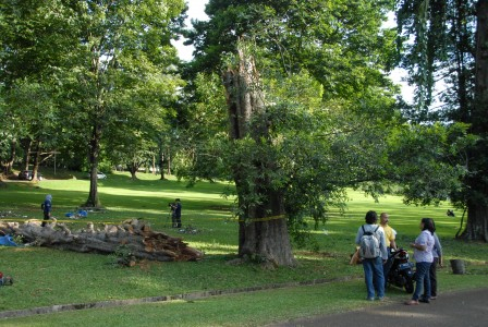 Pohon di Kota Bogor Wajib Punya 'KTP'