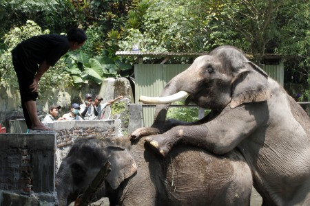 Pemkot Surabaya Segera Cari Direktur KBS Baru