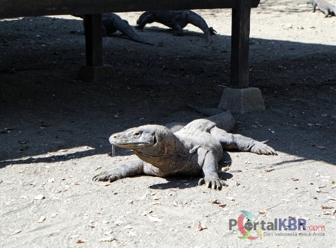 Mengenal Komodo Lebih Dekat