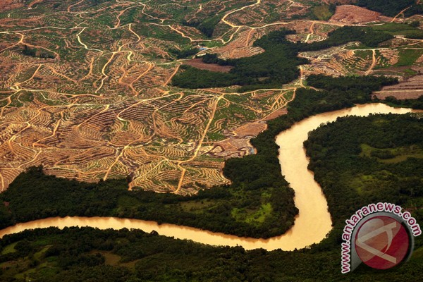 Perusahaan Sawit Serobot Hutan Adat Suku Dayak Modang
