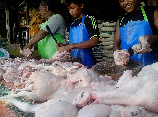 Minim Pasokan Ayam, Peternak di Nunukan Menjualnya Lebih Awal