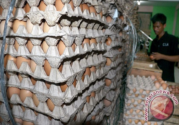 Penuhi Kebutuhan Masyarakat, Kalbar Bakal Gelar Bazar Telur Ayam 