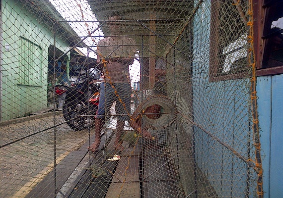 Harga Rumput Laut Anjlok, Petani Rumpu Laut Pelihara Bubu