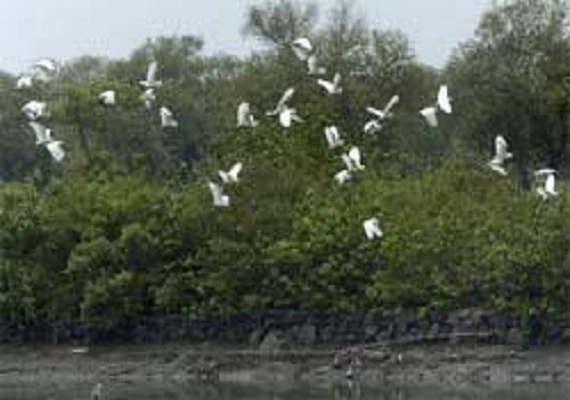 Puluhan Hektar Hutan Mangrove di Penajam Akan Dibabat Habis