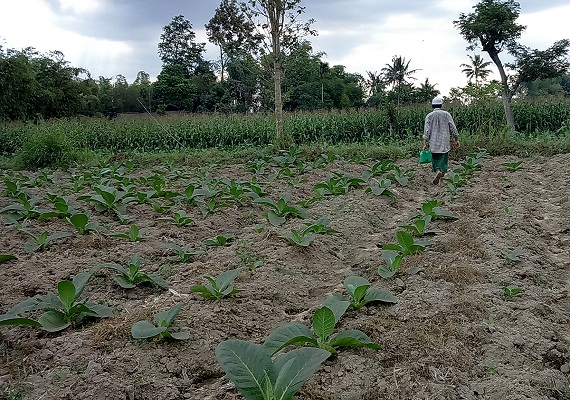 DPR: RUU Tembakau untuk Mengakomodir Kepentingan Berbagai Kalangan