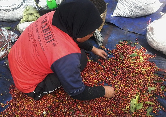 Bondowoso Ambisi Kembangkan 10 Ribu Hektar Lahan Kopi Arabika