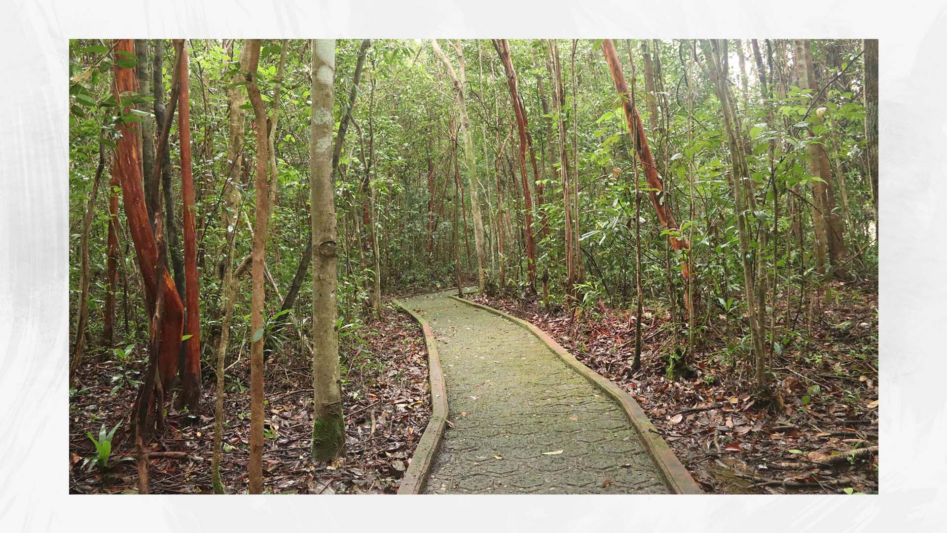 Hutan Pelawan, Desa Namang, Bangka Tengah, Provinsi Bangka Belitung.