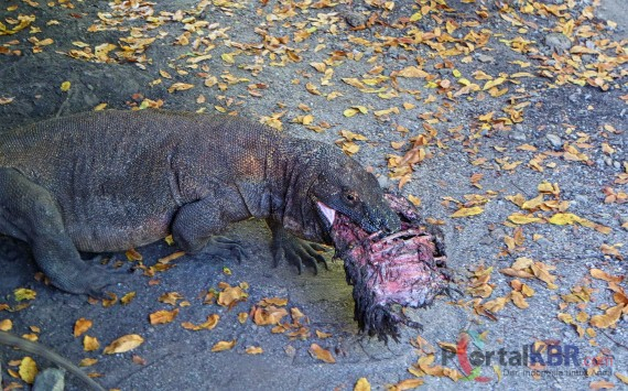 Seekor komodo mengigit bagian tulang iga kambing dan pergi dari gerombolan. 