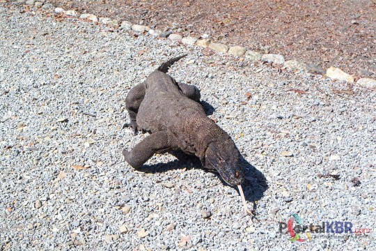 Komodo memiliki lidah yang panjang dan bercabang. Lidah itu bisa mematikan karena membawa liur komod