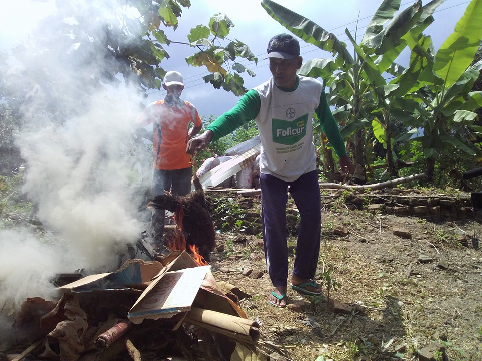 Flu Burung di Banyuwangi, Peternak Unggas Rugi Ratusan Juta