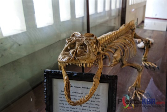 Fosil komodo yang dikeraskan dipajang di Kantor Taman Nasional Komodo di Labuan Bajo, Kabupaten Mang