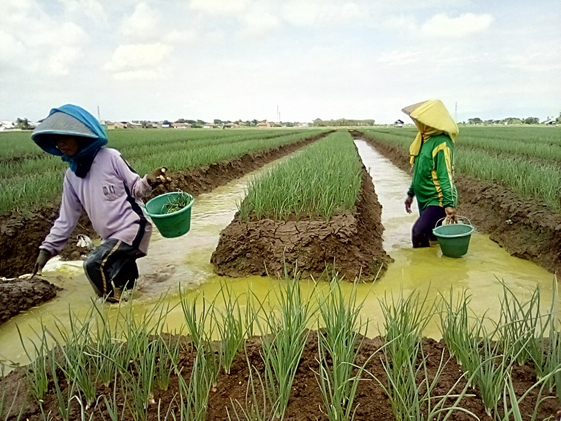 Petani Perempuan Brebes Dikepung Racun  Pestisida (Bagian 1)