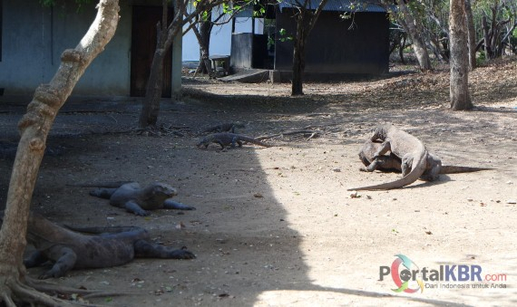 . Dua komodo jantan tengah berkelahi memperebutkan betina. Musim kawin komodo berlangsung bulan Juli