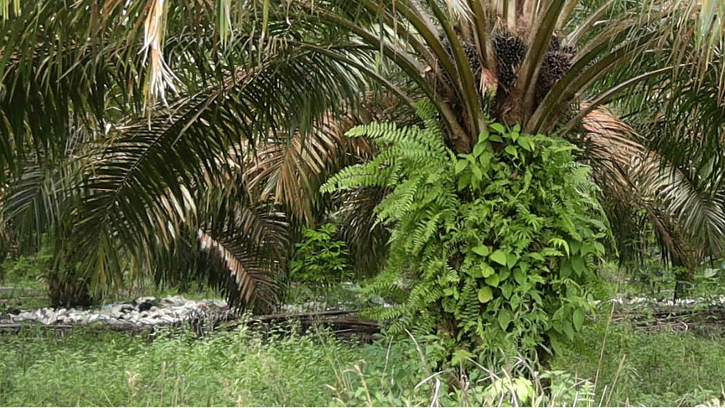 Salah satu kebun sawit yang berdekatan dengan Hutan Pelawan, Desa Namang, Bangka Tengah. Di beberapa lahan kosong, terlihat tumpukan sampah. (Foto: KBR/Astri)