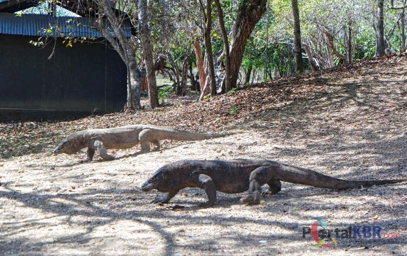 . Perkelahian komodo biasanya satu lawan satu (duel). Duel selesai setelah salah satunya mengalah de