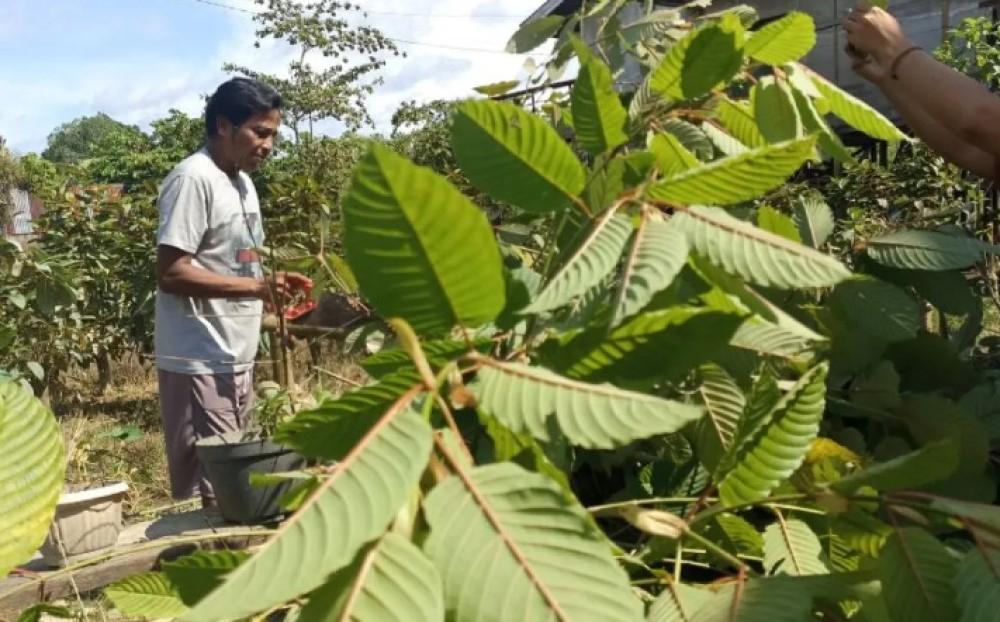 Bidik Ekspor, Pemerintah Siapkan Regulasi Budidaya Kratom