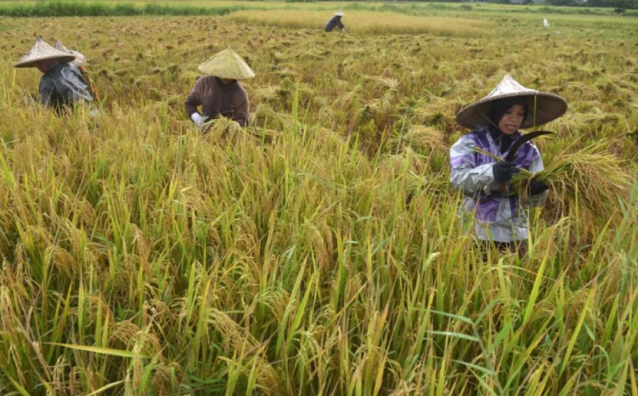 Penghasilan Petani Merosot Imbas Cuaca Ekstrem di Rembang 