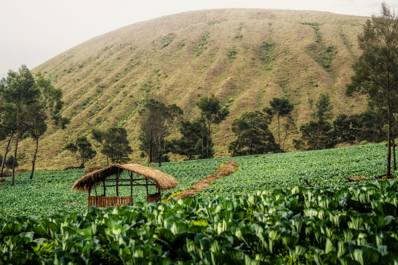 Walhi Jatim: Omnibus Law Bisa Memperparah Kerusakan Hutan