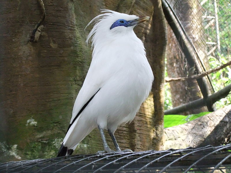 Bali’s endangered starling and the fight against wildlife trafficking