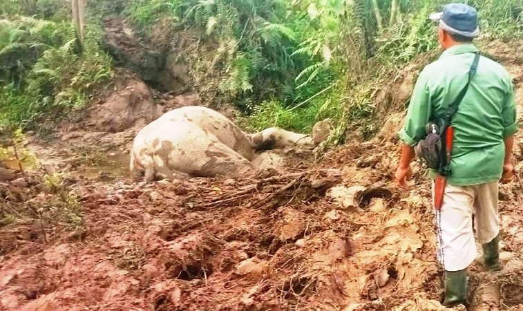 Gajah Lilik Mati, Diduga Diserang Kawanan Gajah Liar