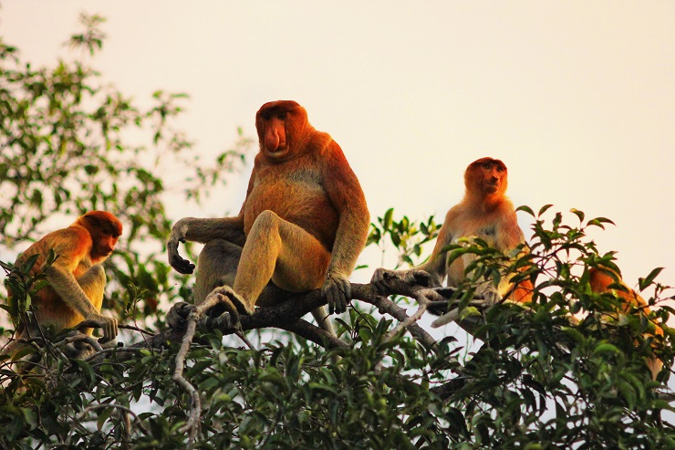 Kebakaran Lahan Desak Binatang Ini Keluar Habitat 