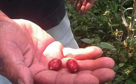 Nikmat Kopi,  Sayang Rendah Produktivitasnya
