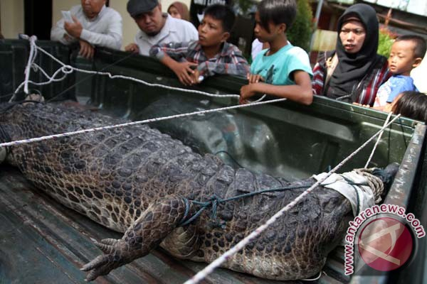 Hindari Konflik, Warga Baiknya Tak Mendekati Buaya di Porong