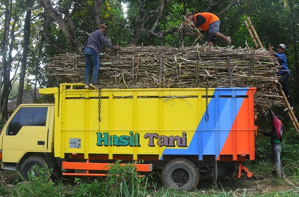 Kran Impor Dibuka, Harga Gula di Tingkat Petani Anjlok